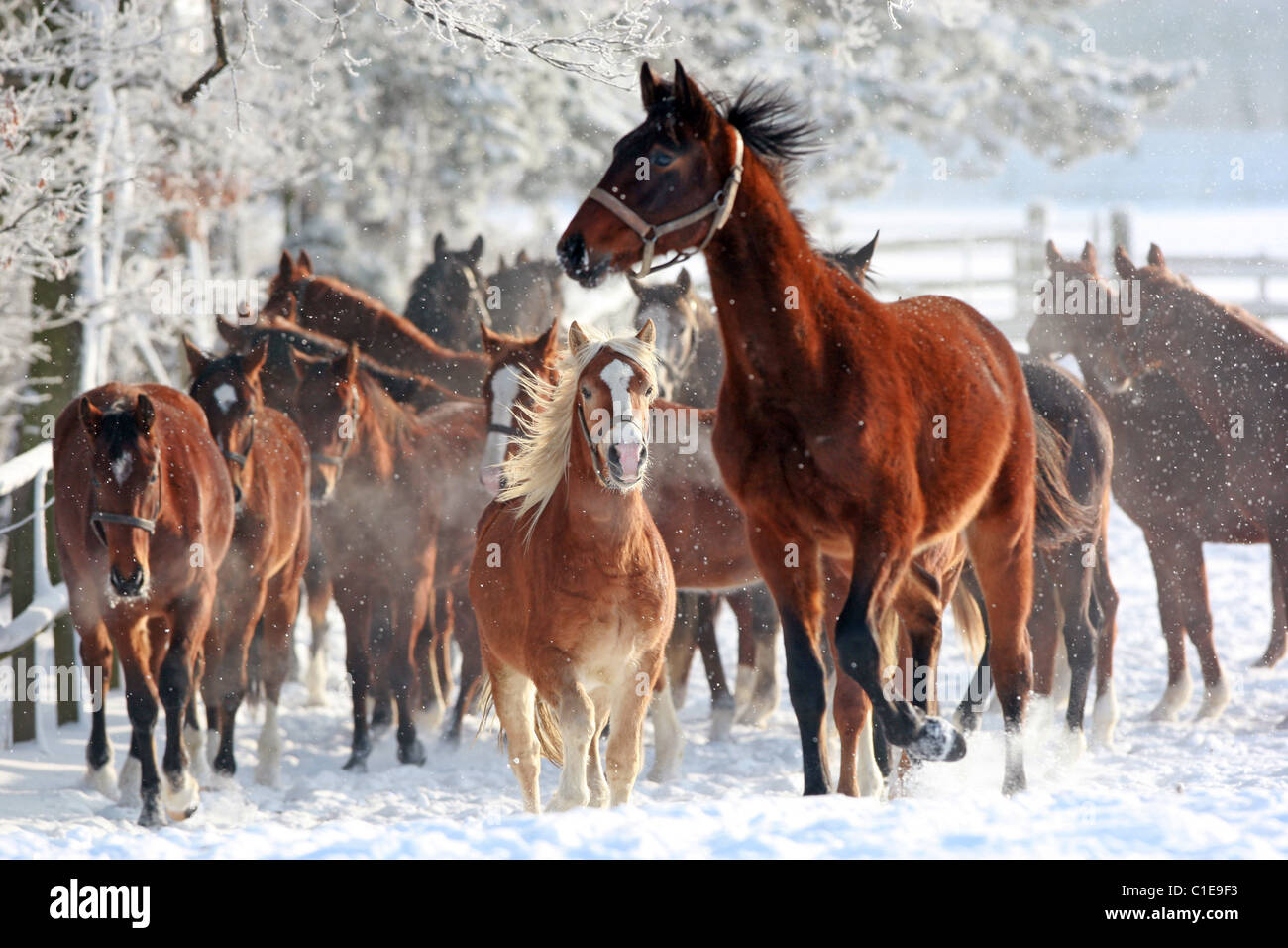 Pferde in einem Paddock im Winter, Graditz, Deutschland Stockfoto