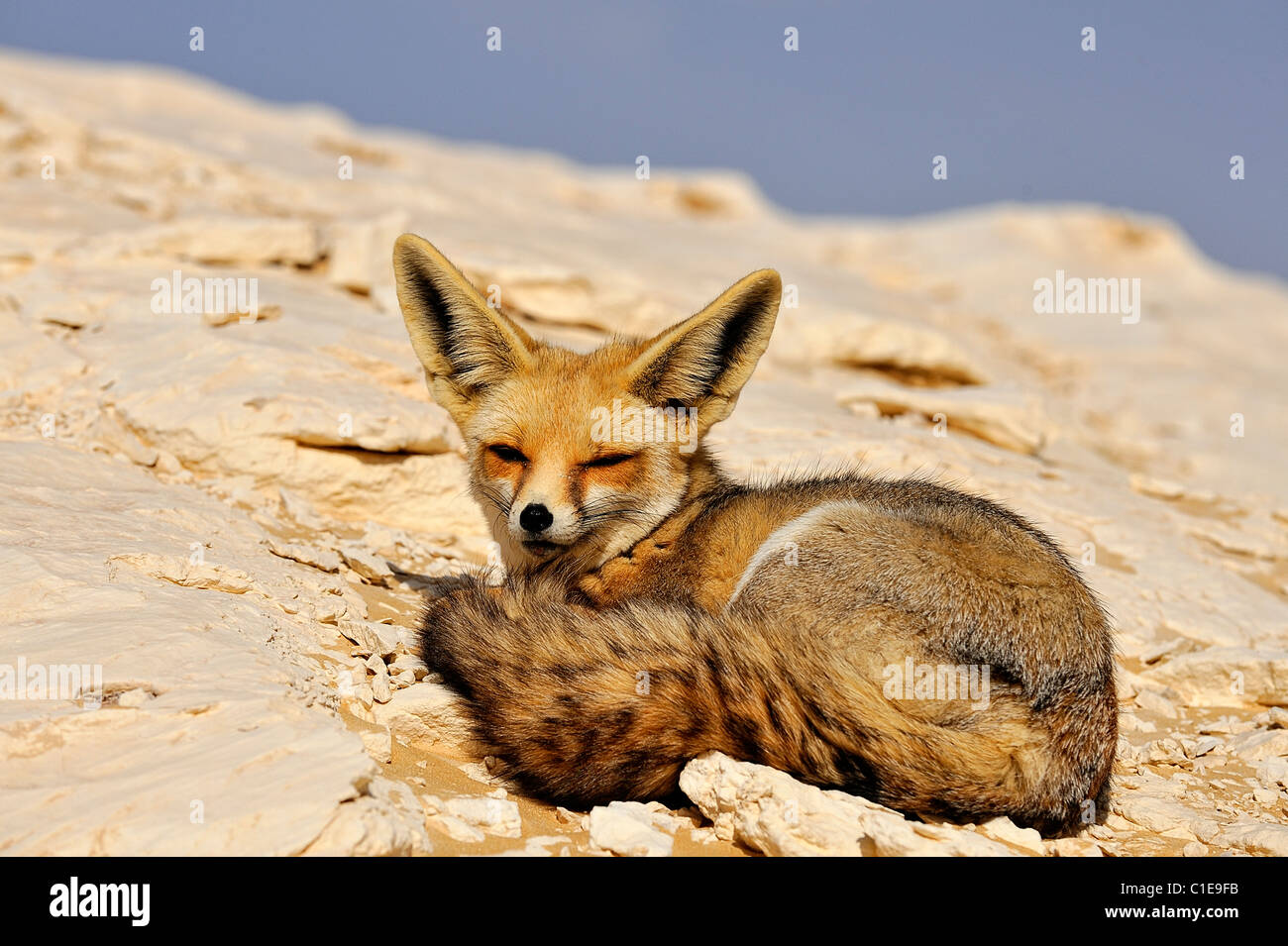 Fennec Fuchs, wissenschaftlicher Name: Fennecus Zerda, auf einer Felsformation im westlichen Weiße Wüste, libysche Wüste, Ägypten Stockfoto