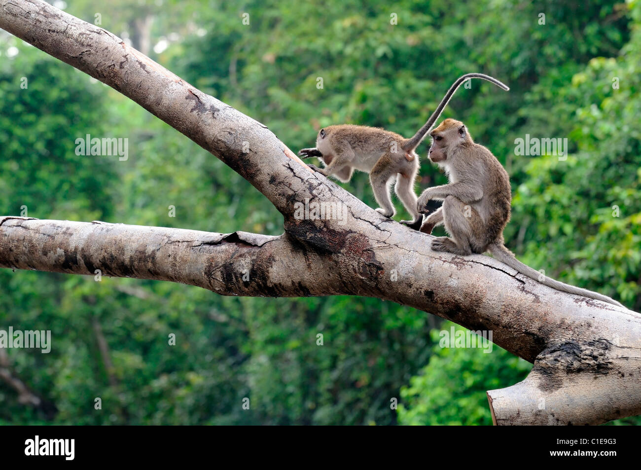 Macaca Fascicularis Long-tailed Macaque Affen Kinabatangan Fluss Sabah, Borneo Malaysia Bräutigam putzen putzen putzen Stockfoto
