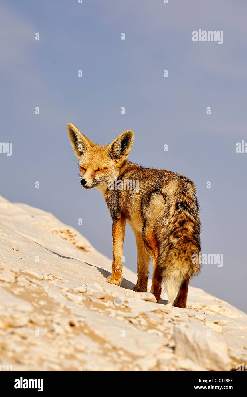 Edvige Fennec tulki yalangoch