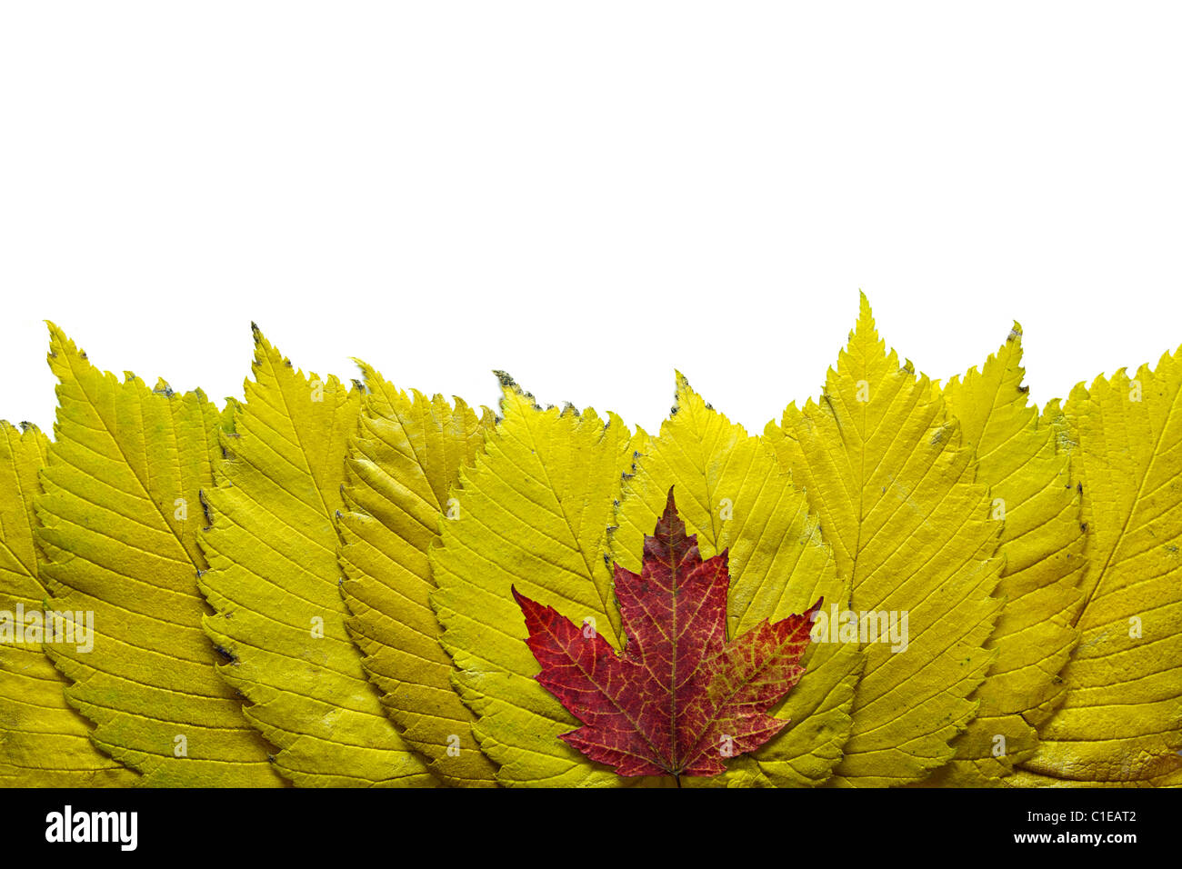 Elm Tree gelbes Blatt mit Roter Ahorn umrandet Stockfoto