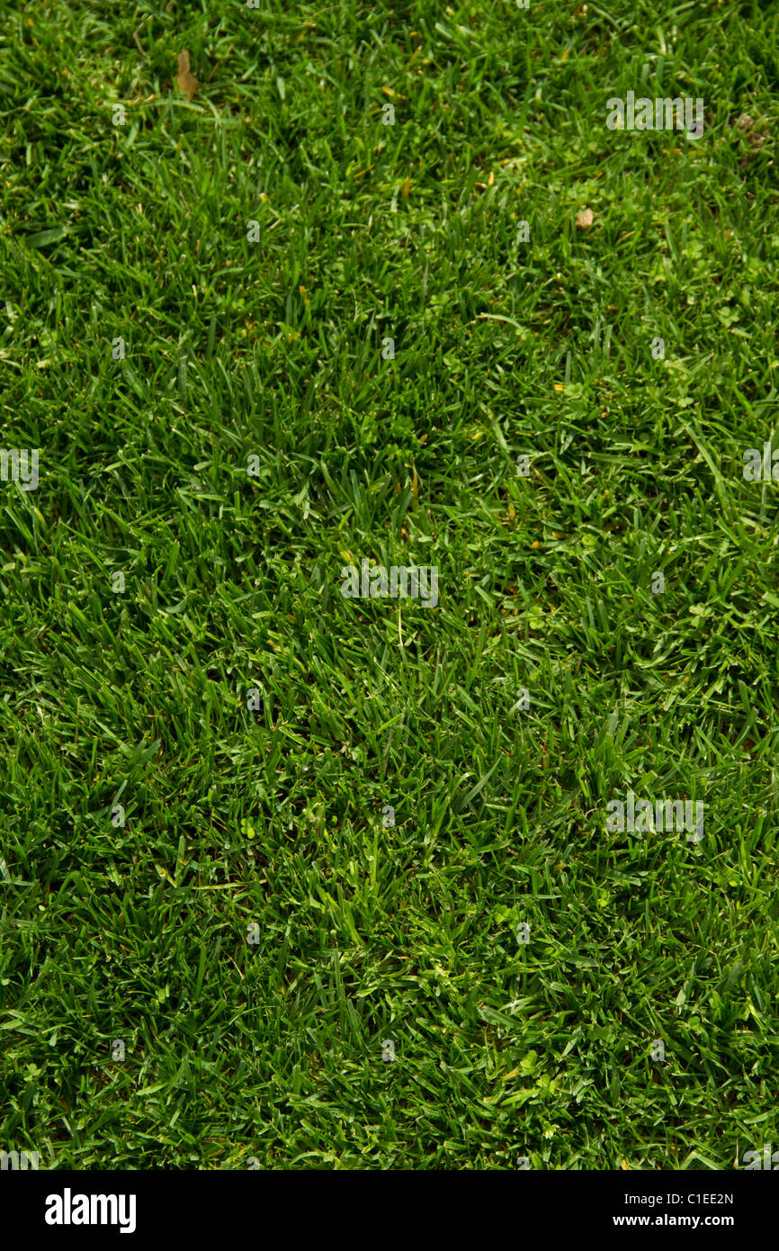 Rasen Rasen grüne Landschaft Rasen Sod Gartenhof wachsen frische weiche Anlage Vegetation Klinge Mähen düngen Hintergrund Spielwiese Stockfoto