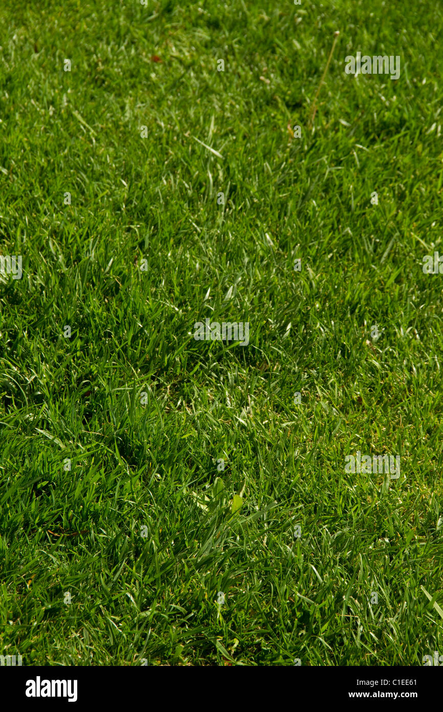 Rasen Rasen grüne Landschaft Rasen Sod Gartenhof wachsen frische weiche Anlage Vegetation Klinge Mähen düngen Hintergrund Spielwiese Stockfoto