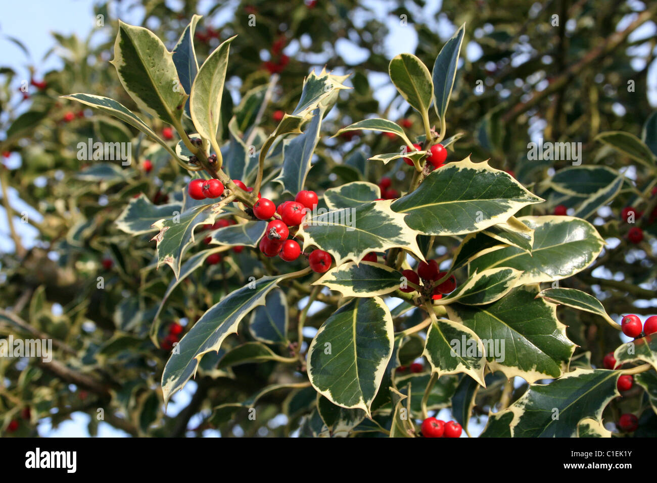 Rote Beeren und Blätter von A bunte Stechpalme Bush Stockfoto