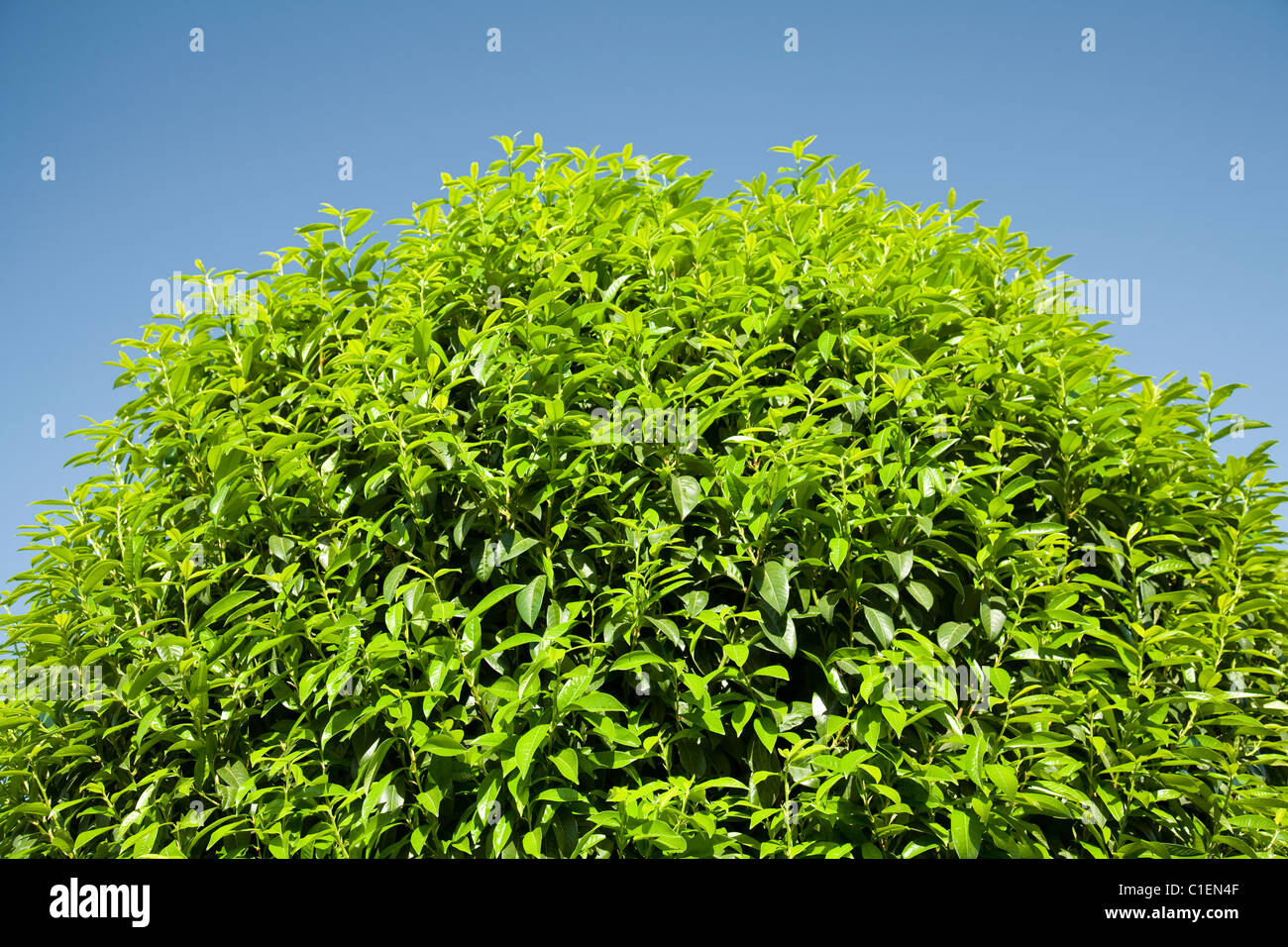 Grüner Baumblätter Stockfoto