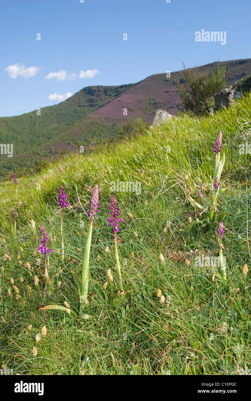 Frühe lila Orchideen (Orchis Mascula). Stockfoto
