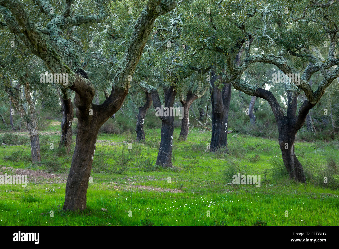 Korkeichen, nackt und veraltet, Region Alentejo Portugal Stockfoto