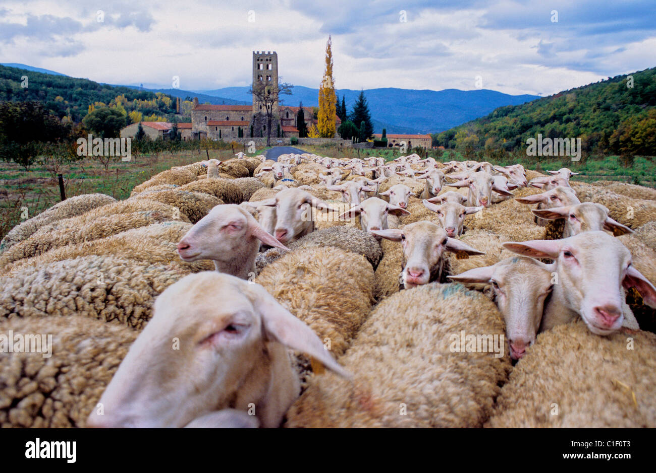 Frankreich, Pyrenäen Orientales, Benedicte Abtei von St Michel de Cuxa, Ignace zivilen Schafe Züchter und seine Frau Ewe Käser Stockfoto