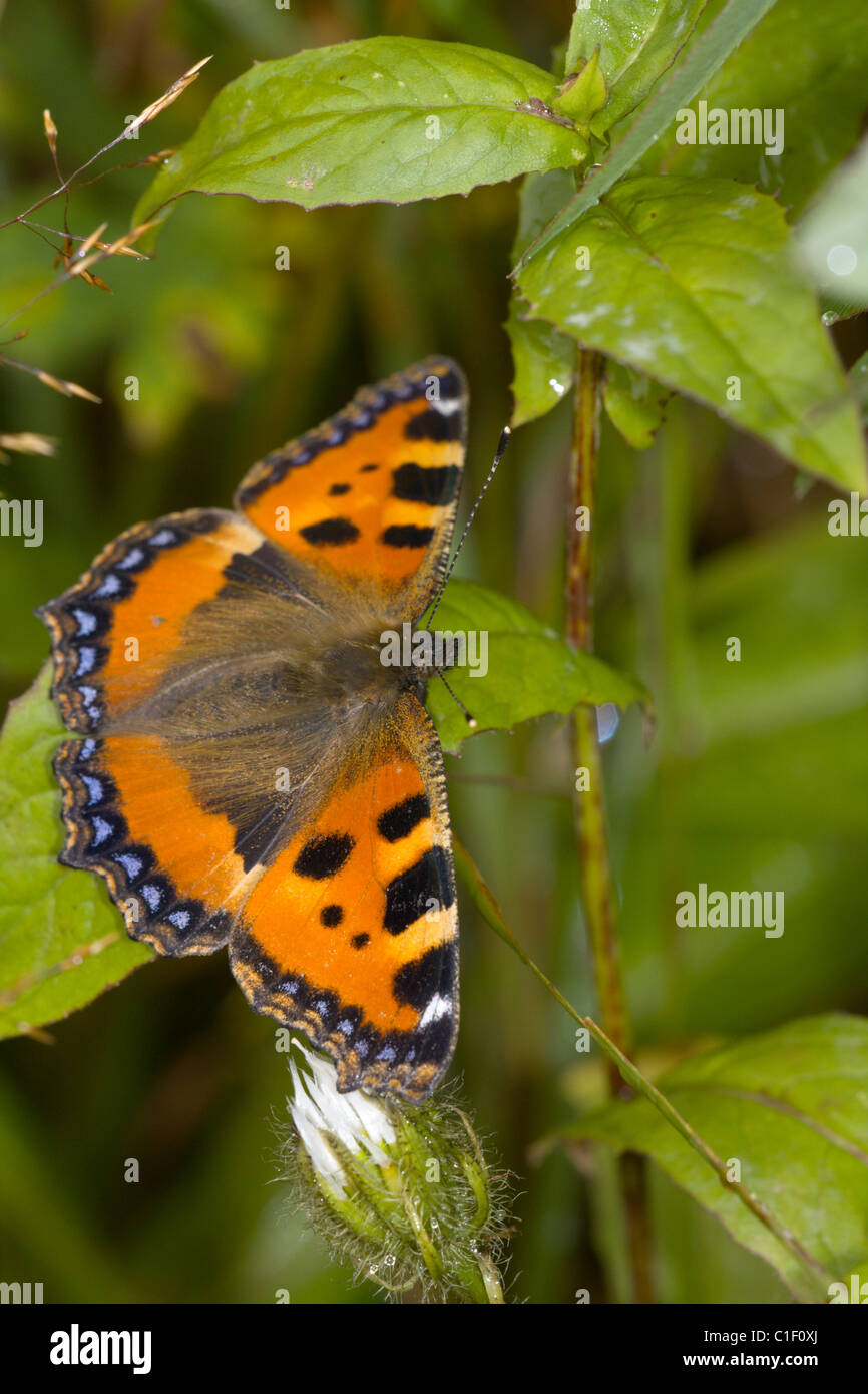 Kleiner Fuchs Schmetterling Stockfoto