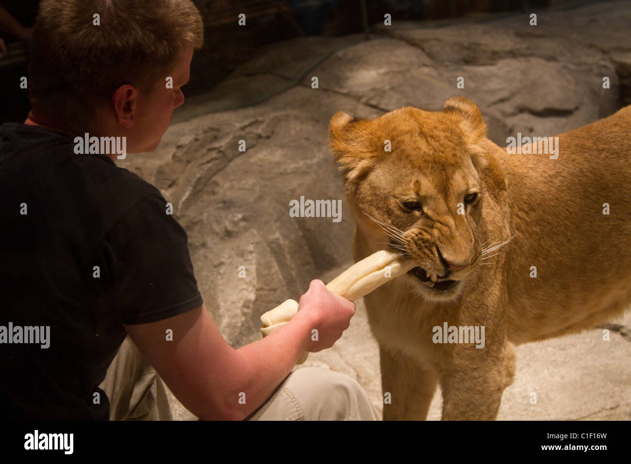 Las Vegas Mgm grand Lion habitat Stockfoto