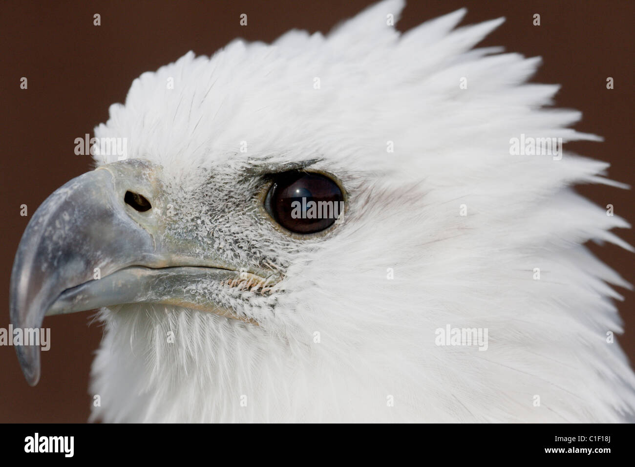 White-Bellied Sea Eagle Kopf geschossen Stockfoto