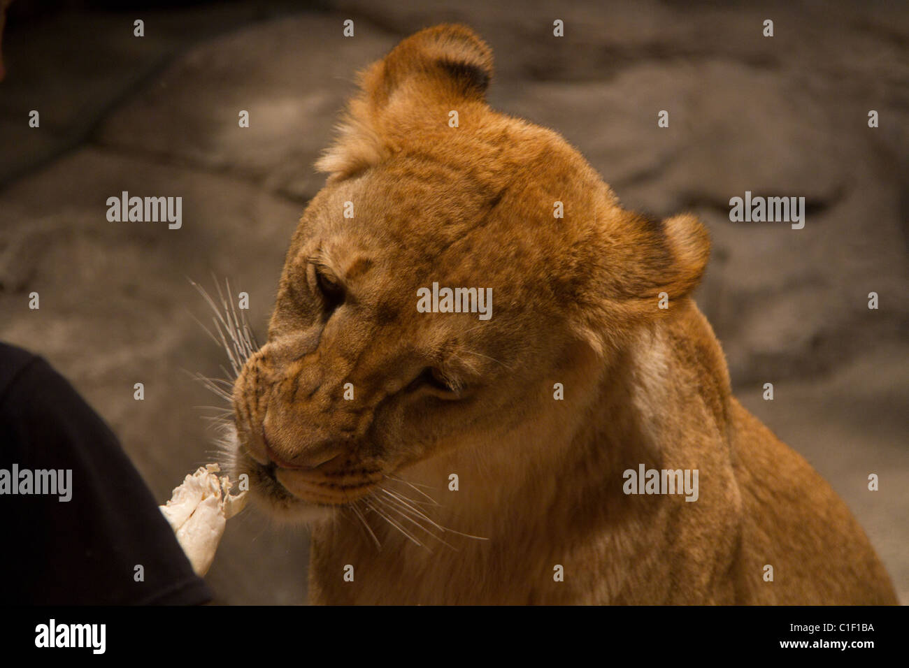 Las Vegas Mgm grand Lion habitat Stockfoto