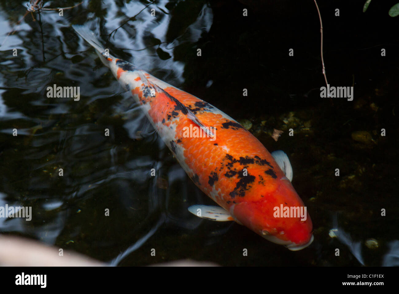 Orange Fisch Schwimmteich Stockfoto