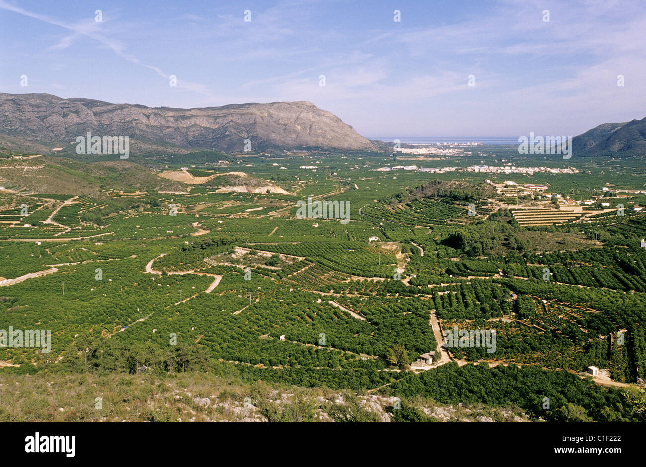 Spanien, Valencia Community zwischen Xàtiva und Simat De La Valldigna (CV600 Straße), Orangenbäume Obstgarten Stockfoto