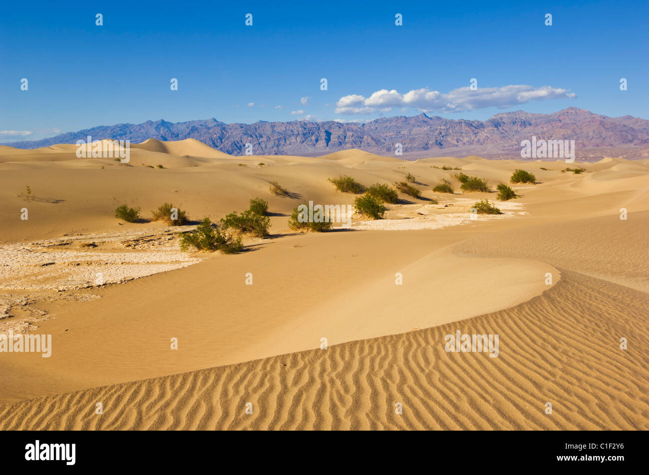 Sand Wellen in den Dünen der Mesquite Flats Sanddünen, Stovepipe Wells, Death Valley National Park, Kalifornien, USA Stockfoto