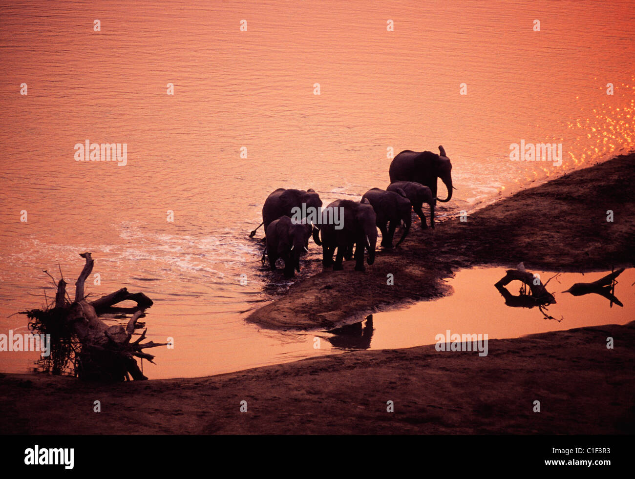 Elefantenherde in Wasser bei Sonnenuntergang im Naturschutzgebiet Stockfoto