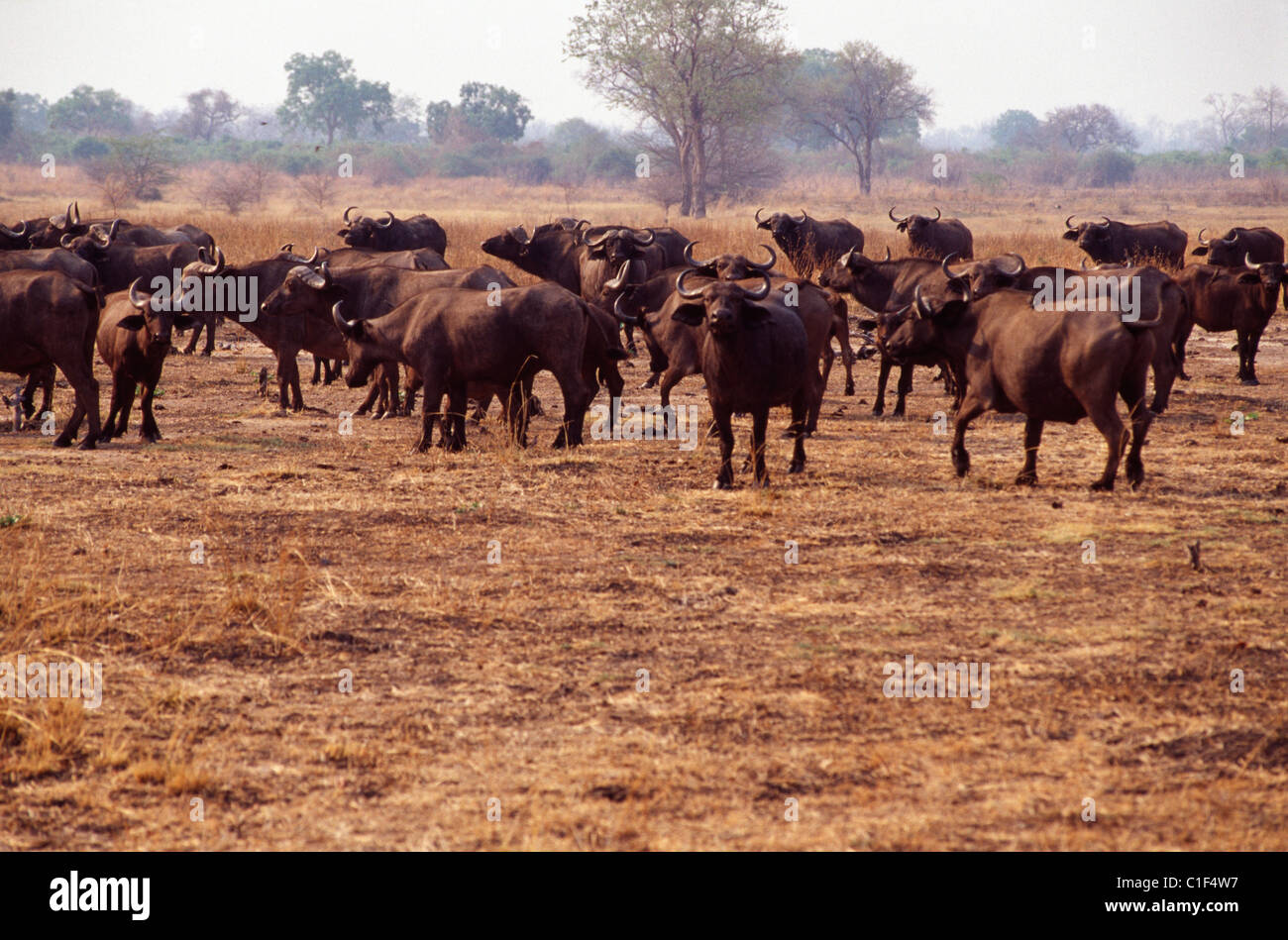 GNU-Herde im Wildpark Stockfoto