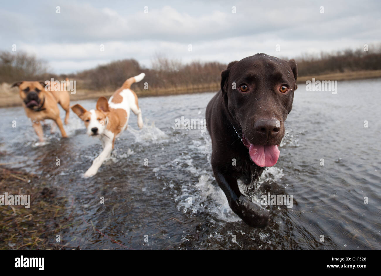 Labrador Retriever und Freunde, die Spaß im Wasser Stockfoto