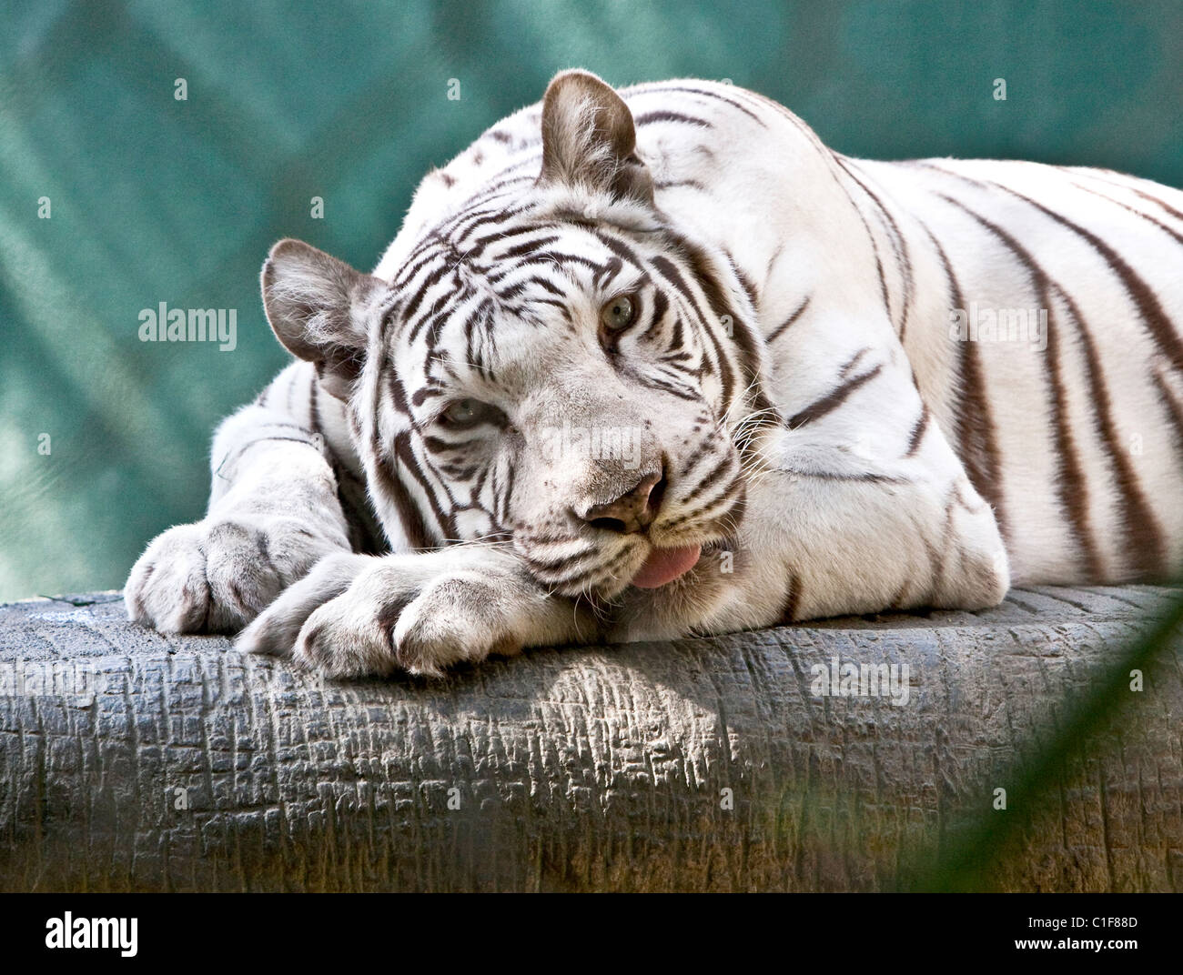 Magier Siegfried Fischbacher und Roy Horn feiern ersten Geburtstag ihrer Tigerbabys bei Siegfried und Roy Secret Garden am Stockfoto