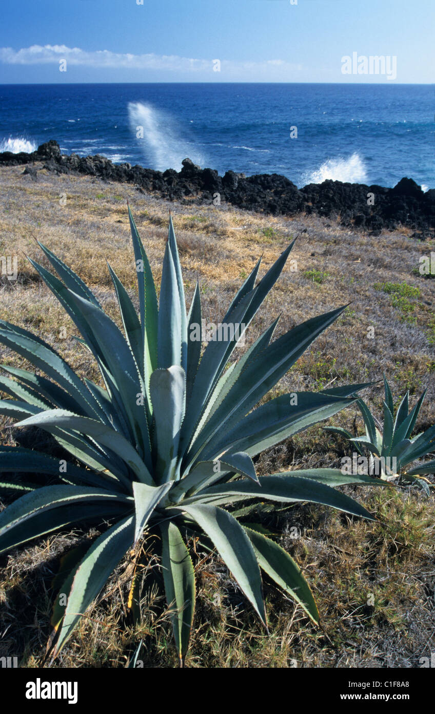 Franzsische aloe -Fotos und -Bildmaterial in hoher Auflsung  Alamy
