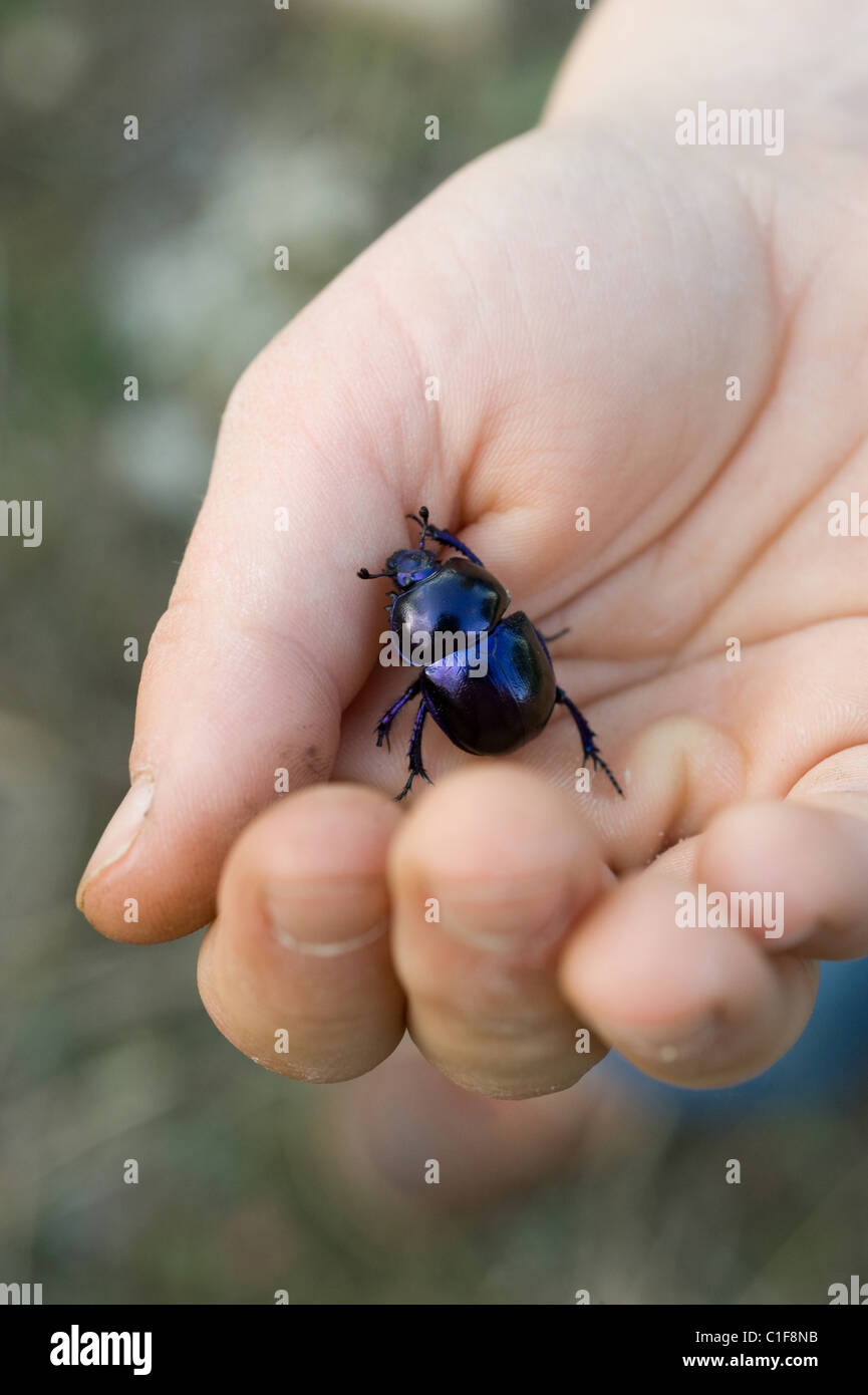 Ein Kind an der Hand mit einem Käfer Stockfoto