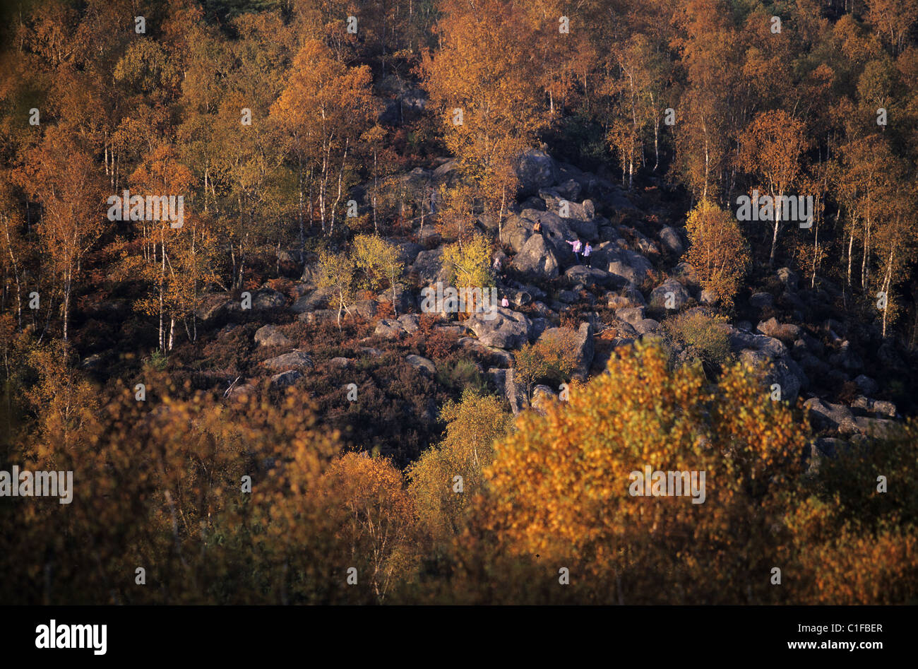 Frankreich, Seine et Marne, Fontainebleau Wald im Herbst (Luftbild) Stockfoto