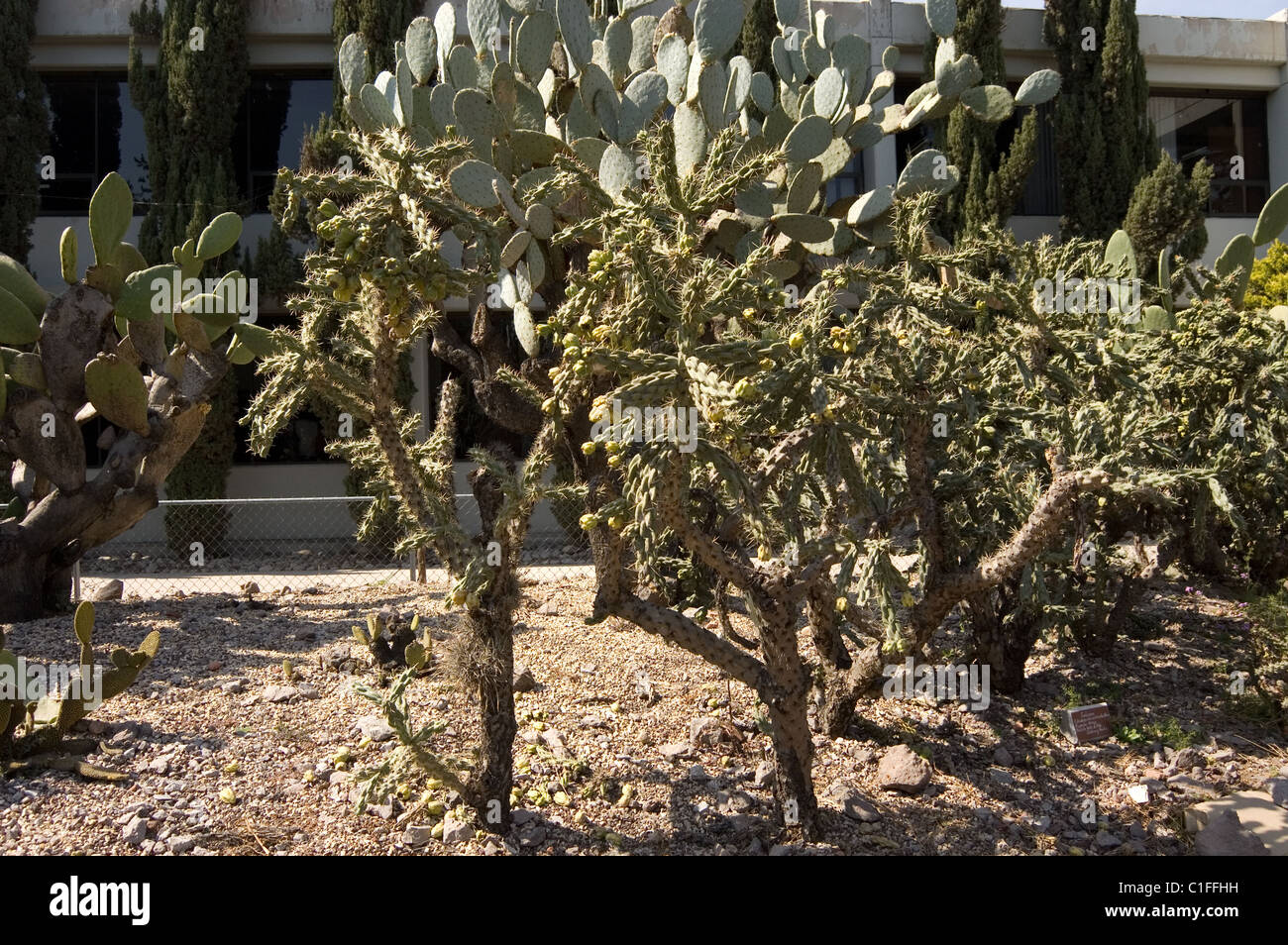 Maschendrahtgeflecht-Kaktus (Cylindropuntia Tunicata) Stockfoto