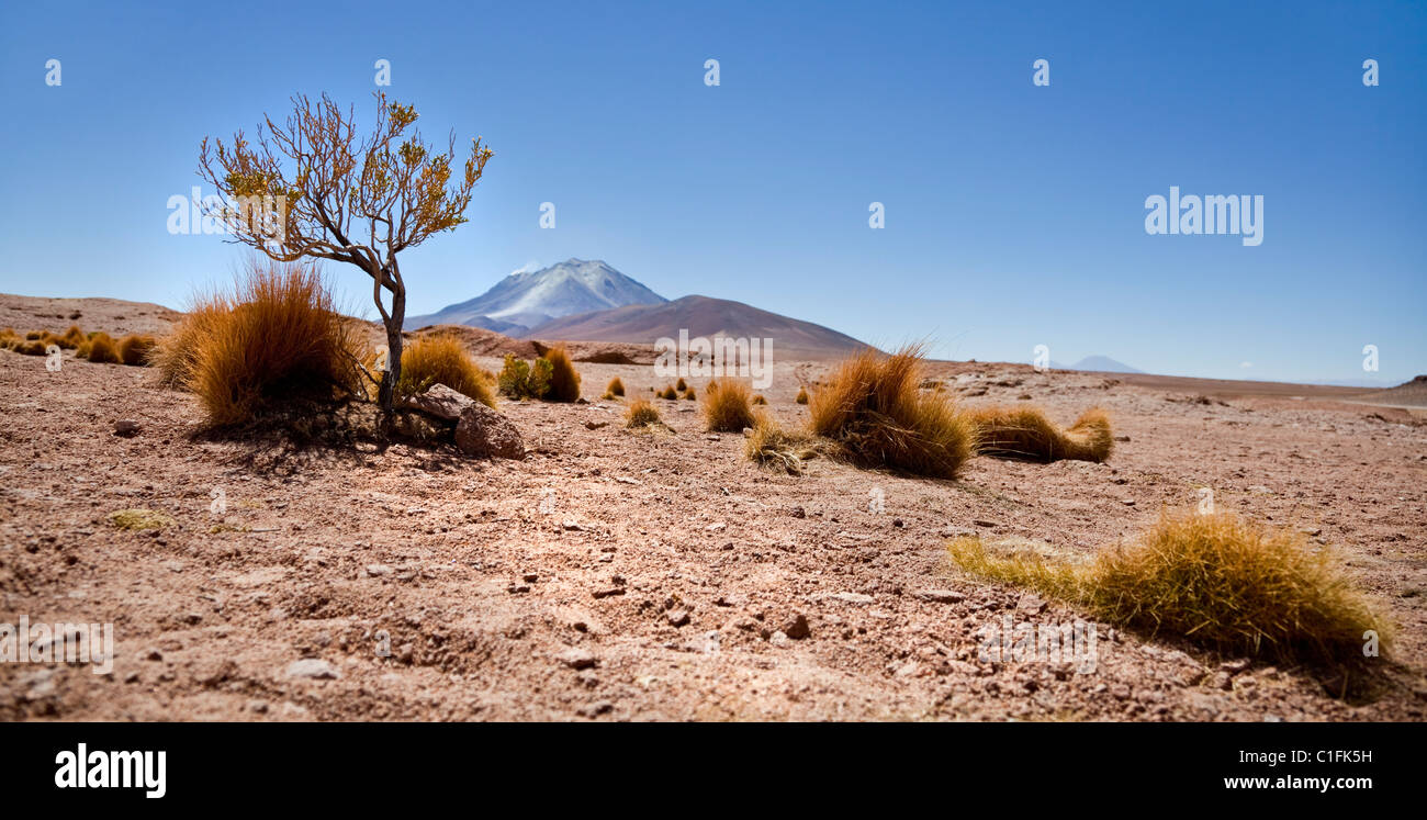 Wüste Landschaftsansicht mit Vulkan Ollagüe, im Süd-westlichen Bolivien, Südamerika. Stockfoto