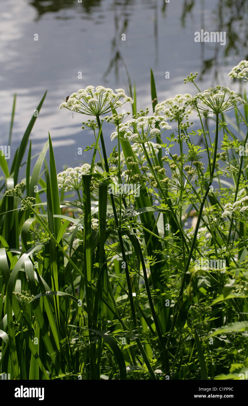 Hemlock Wasser asiatische, Oenanthe Crocata, Apiaceae. Eine britische wilde Blume. Stockfoto