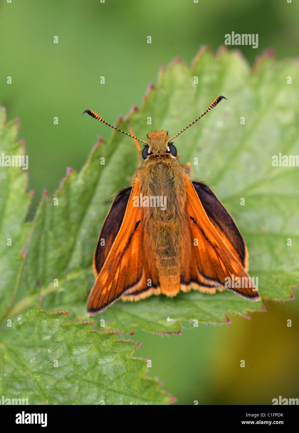 Großen Skipper Butterfly (männlich), Ochlodes Sylvanus, Hesperiidae Stockfoto