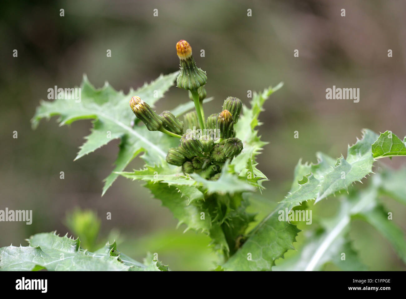 Stachelige Sow Thistle, Sonchus Asper, Asteraceae Stockfoto