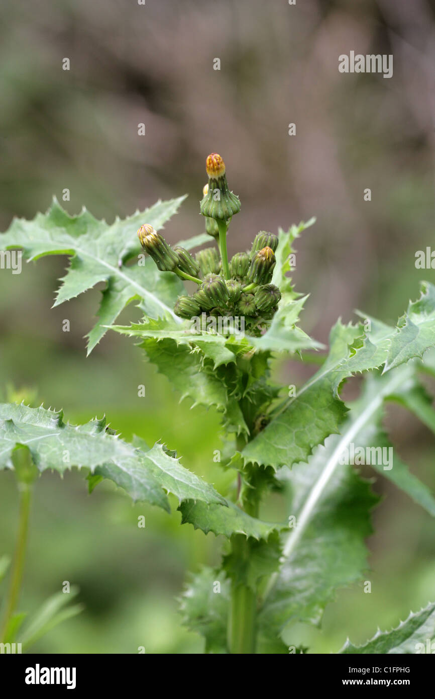 Stachelige Sow Thistle, Sonchus Asper, Asteraceae Stockfoto