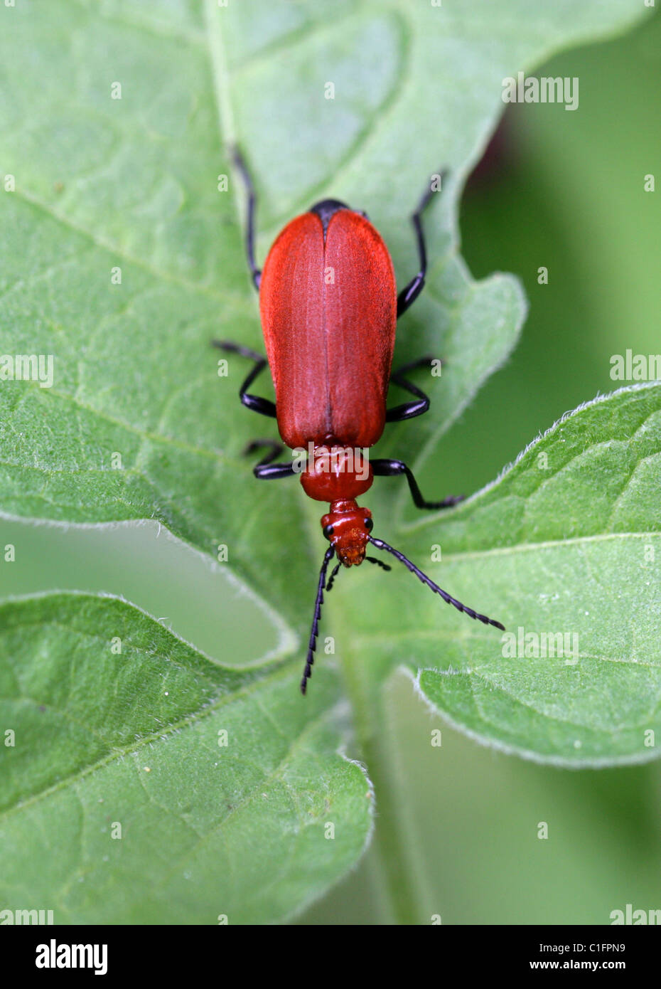 Rothaarige Kardinal Käfer, Pyrochroa Serraticornis Serraticornis, Pyrochroidae, Coleoptera. Stockfoto