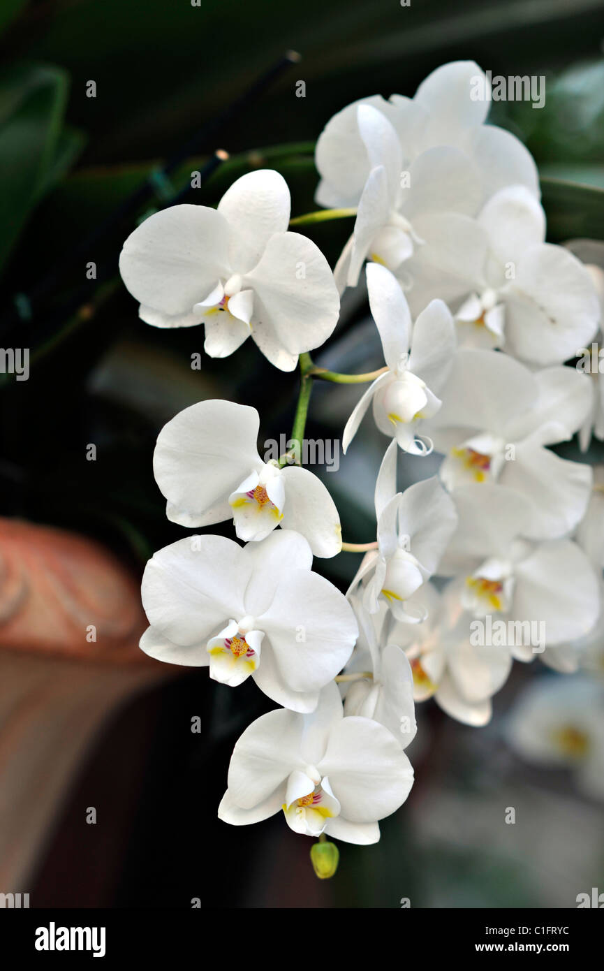 White, Nachtfalter-Orchideen, Phalaenopsis Stockfoto