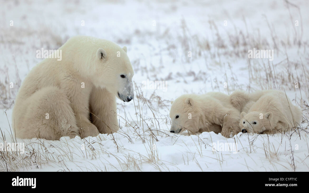 Polar Bärin mit zwei kleinen Bärenjungen. Stockfoto