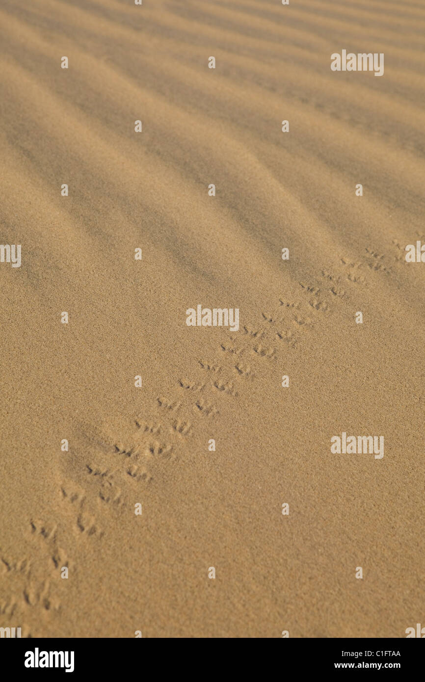 Small Animal tracks auf Wüstensand - Mojave Wüste, Kalifornien, USA Stockfoto