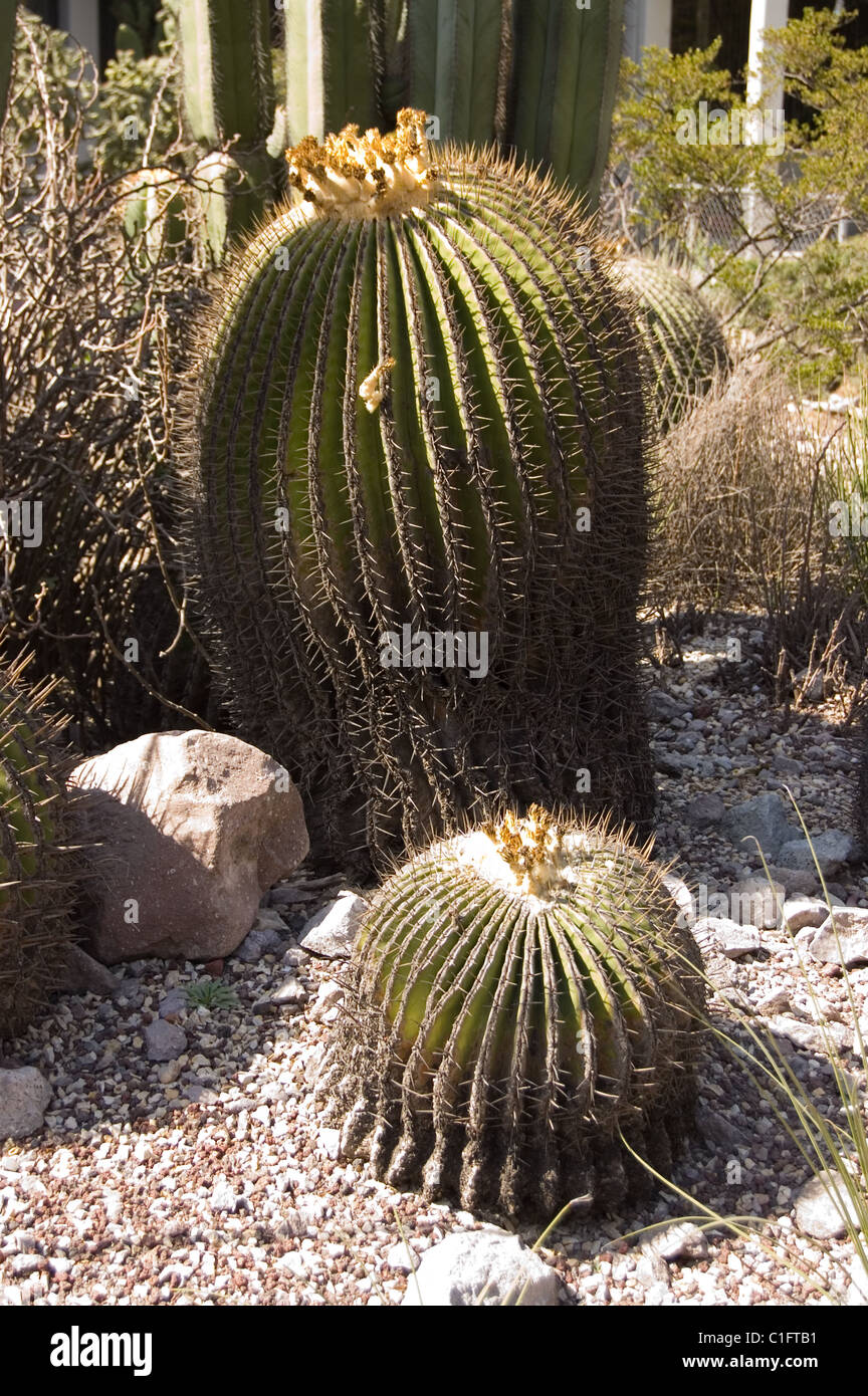 Riesige Barrel Cactus (Echinocactus Platyacanthus) Stockfoto