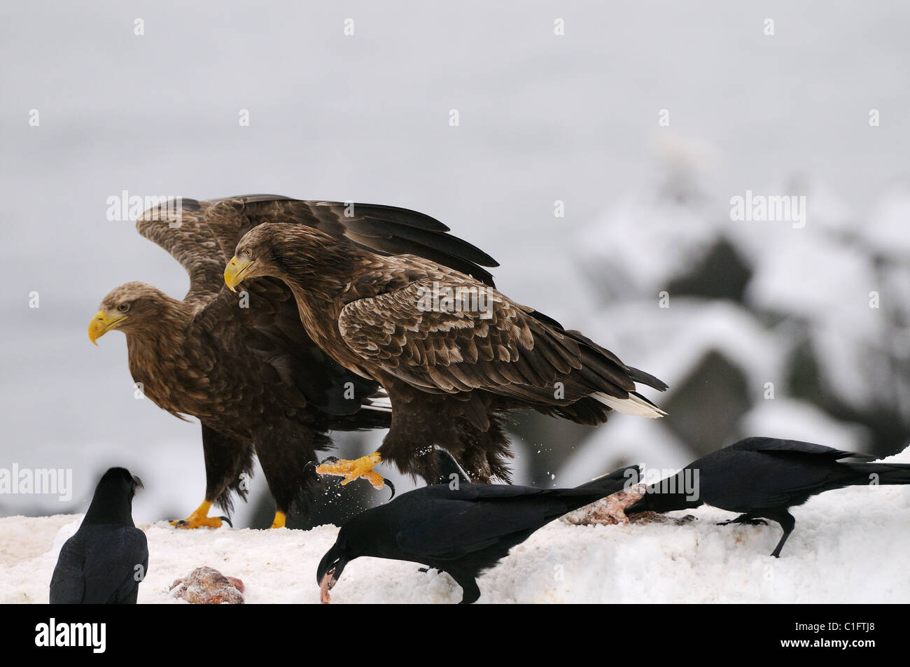 White-tailed Eagles und Dschungel Krähen auf einem Schneehaufen ernähren sich von Fisch in der Stadt Rausu, Hokkaido, Japan Stockfoto