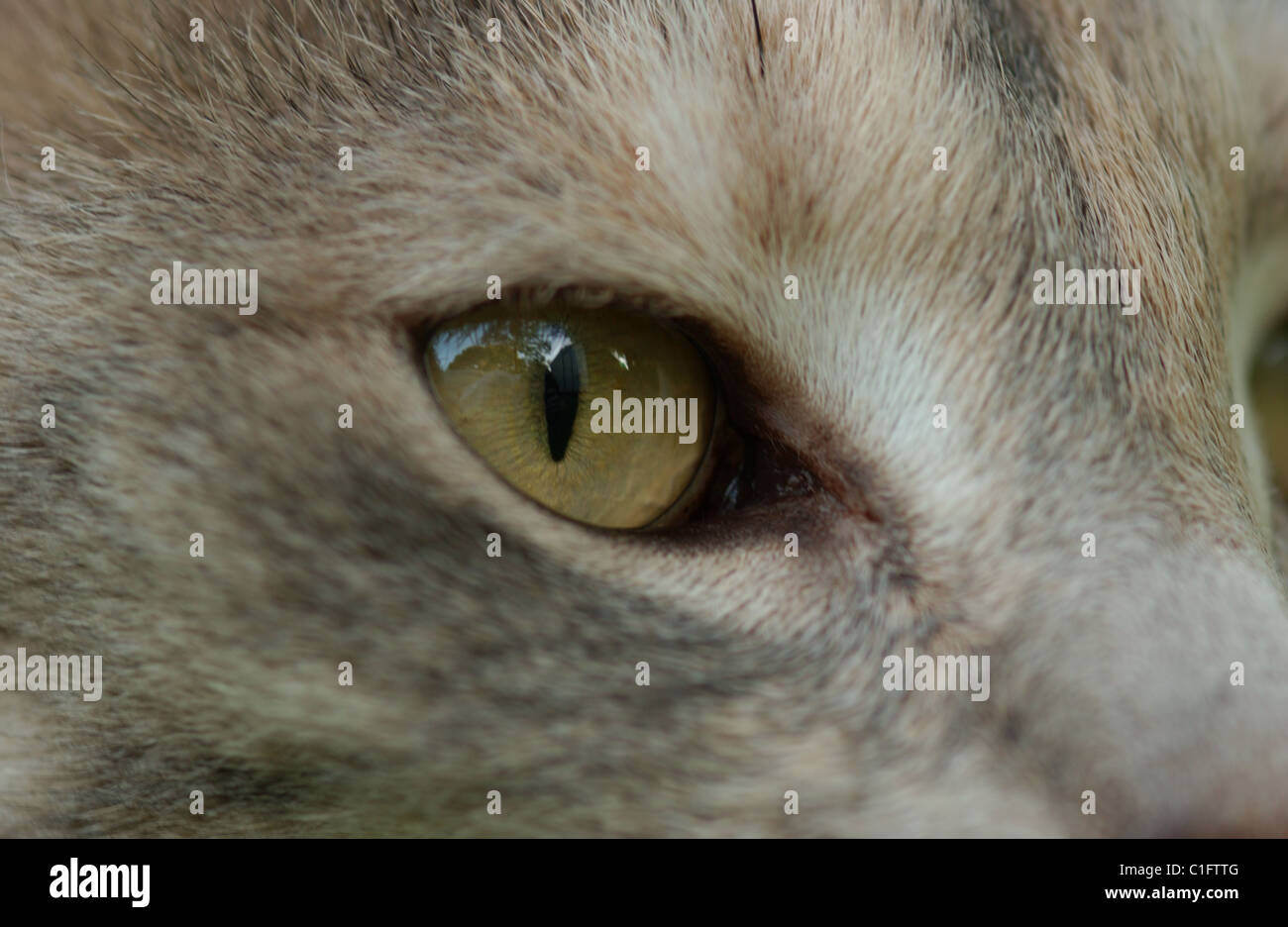 Close-up des Auges einer Hauskatze (Felis catus). Stockfoto