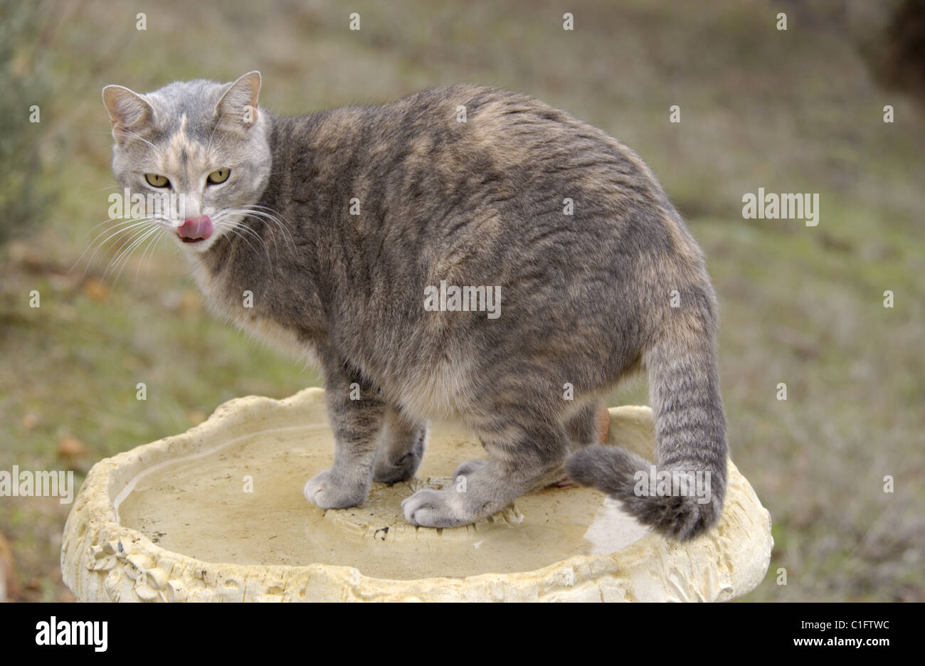 Eine Hauskatze (Felis catus) mit einem Drink aus ein Vogelbad. Stockfoto