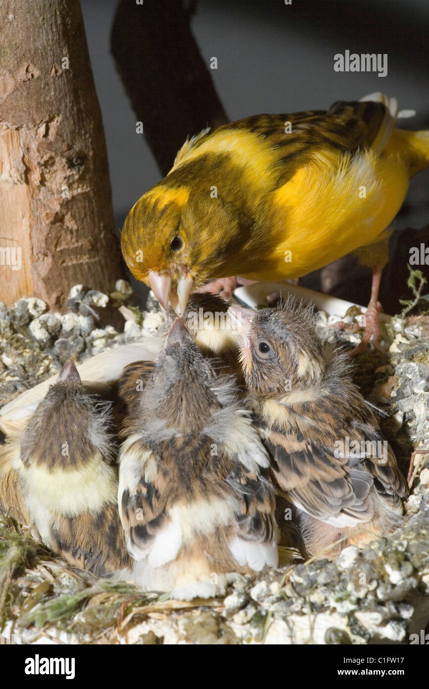"Fife" Rasse der inländischen Kanarienvogel (Serinus Canaria) Nestlinge Fütterung. 15 Tage alten Küken, noch im Nest. Voliere Vögel. Stockfoto