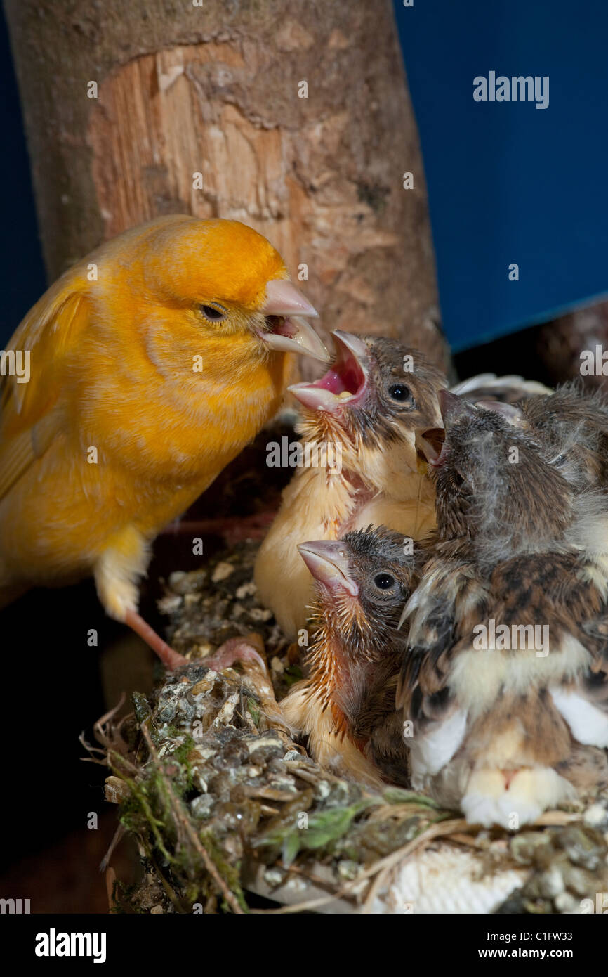 Kanarienvogel (Serinus Canaria), 15 Tage alte Küken, noch im Nest füttern. Voliere Vögel. Stockfoto