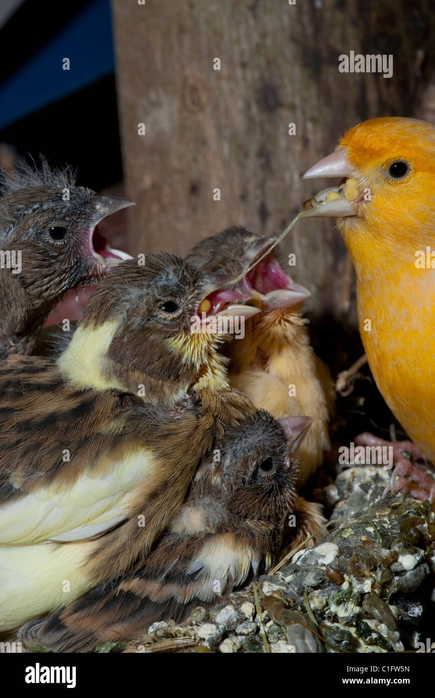 Kanarienvogel (Serinus Canaria), 15 Tage alte Küken, noch im Nest füttern. Voliere Vögel. Stockfoto