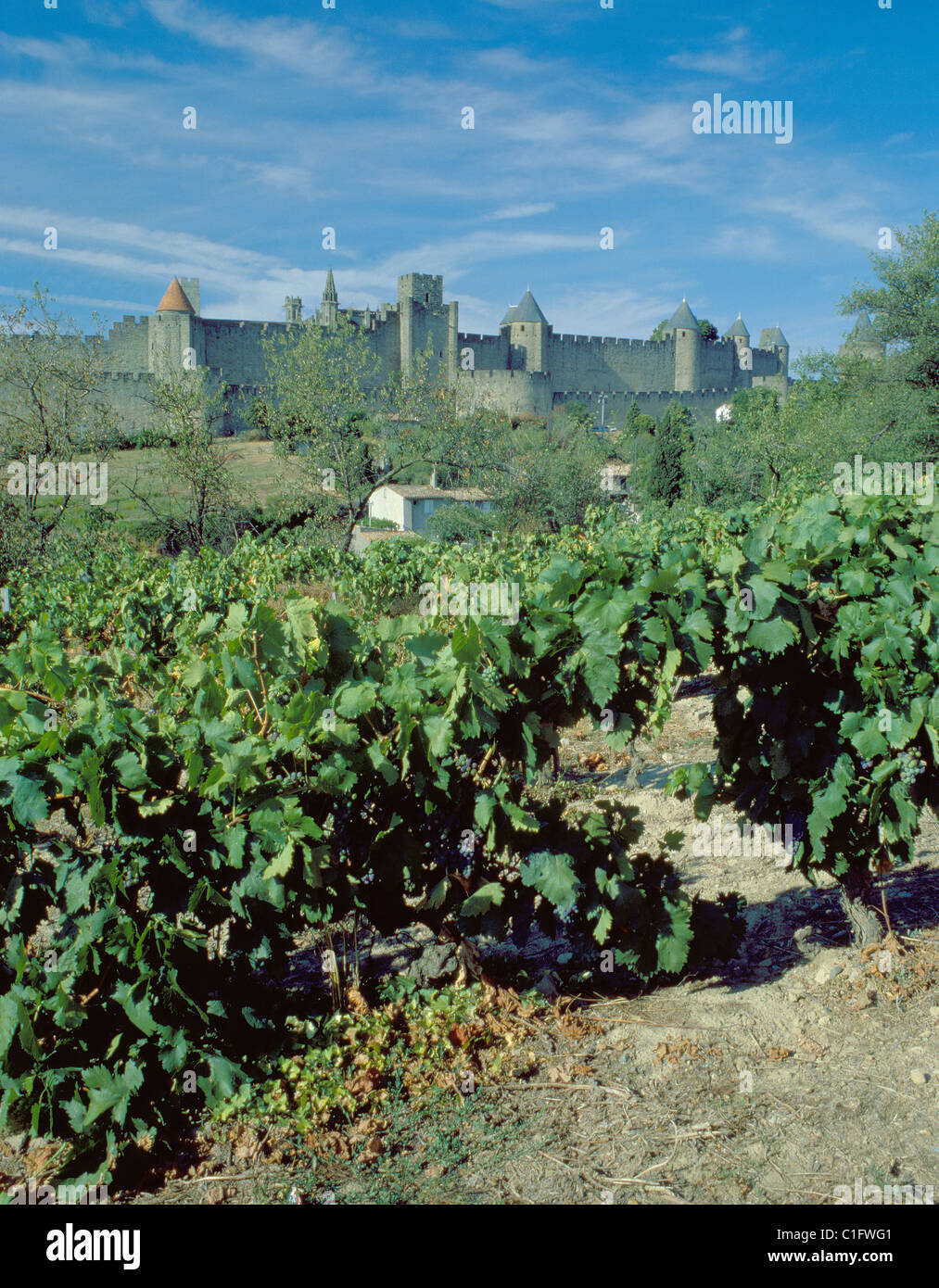 Weinberge mit ummauerten cité, Carcassonne, Aude, Languedoc, Frankreich. Stockfoto