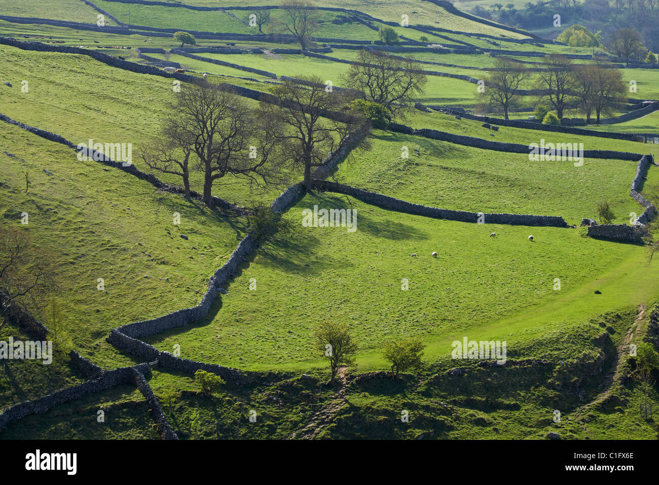 Ackerland und Stein Wände in der Nähe von Malham, Yorkshire Dales, North Yorkshire, England, Vereinigtes Königreich Stockfoto