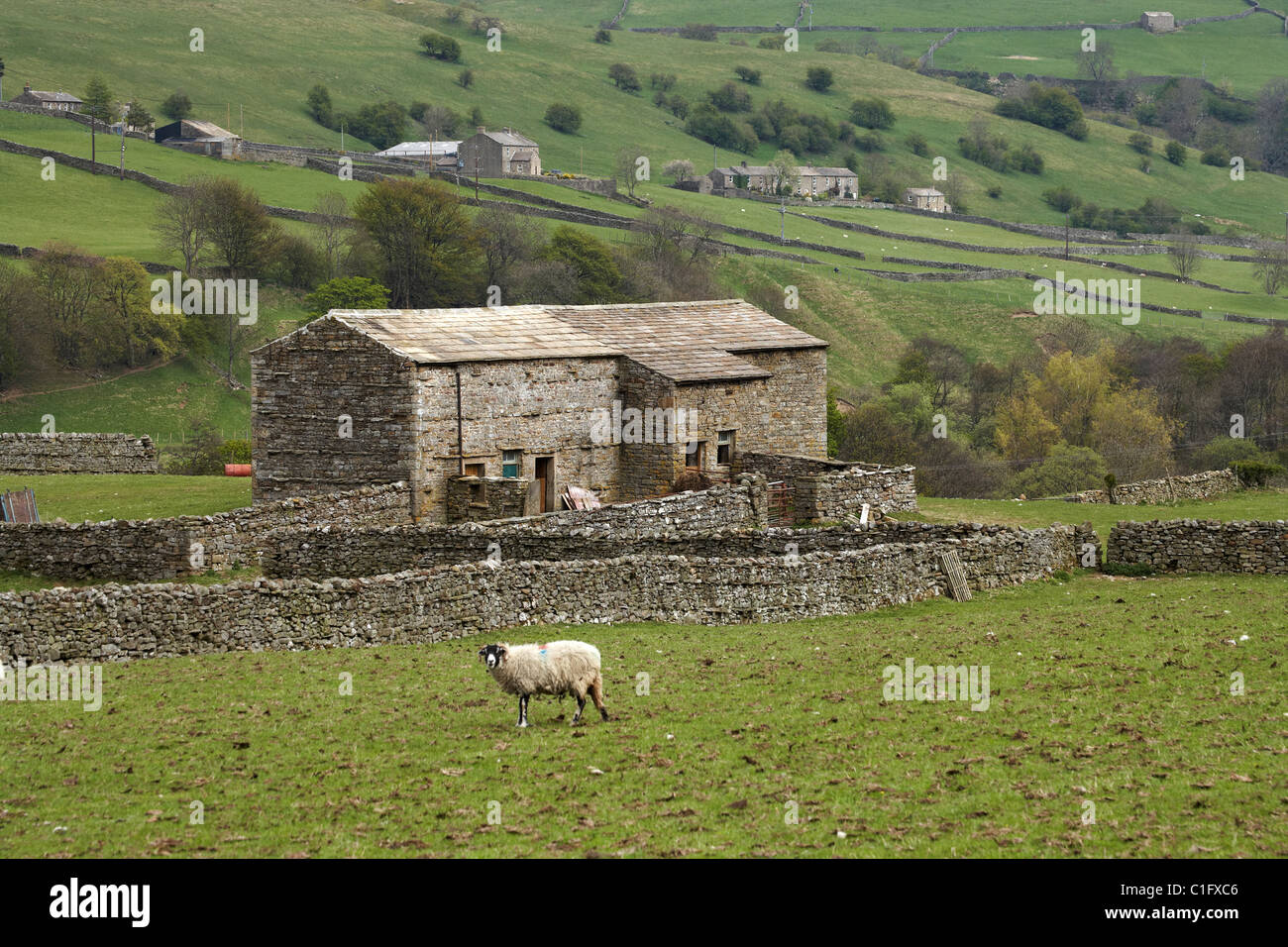 Schafe, Ackerland und Stein landwirtschaftliches Gebäude, Ivelet, Yorkshire Dales, Yorkshire, England, Vereinigtes Königreich Stockfoto