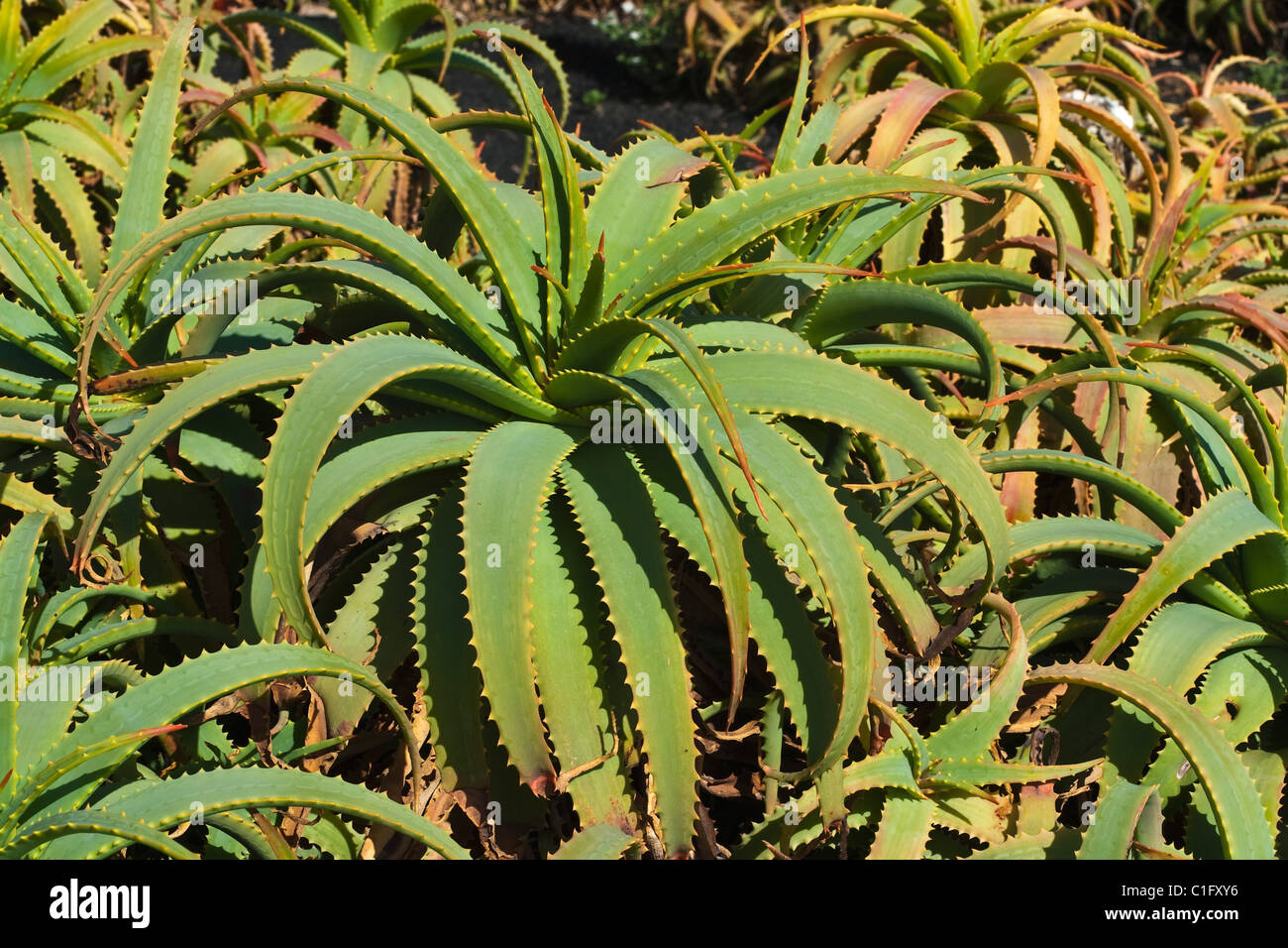 Aloe Vera sukkulente Pflanzen an den beliebten Ferienort Playa Blanca an  der weit Sdkste; Playa Blanca, Lanzarote, Kanarische Inseln  Stockfotografie - Alamy