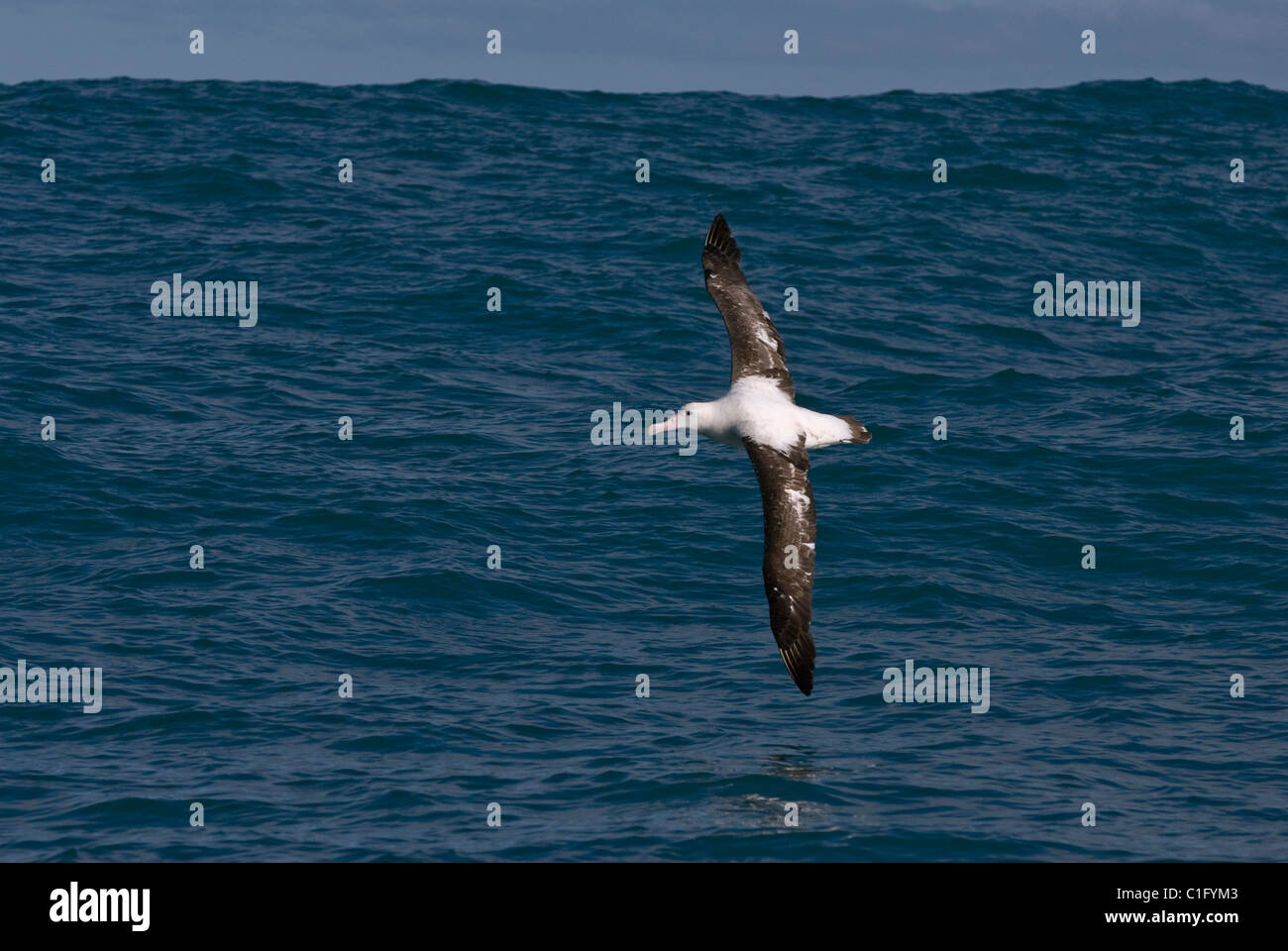 Gibsons wandernder Albatross (Diomedea exulans gibsoni) Kaikoura, Neuseeland Stockfoto