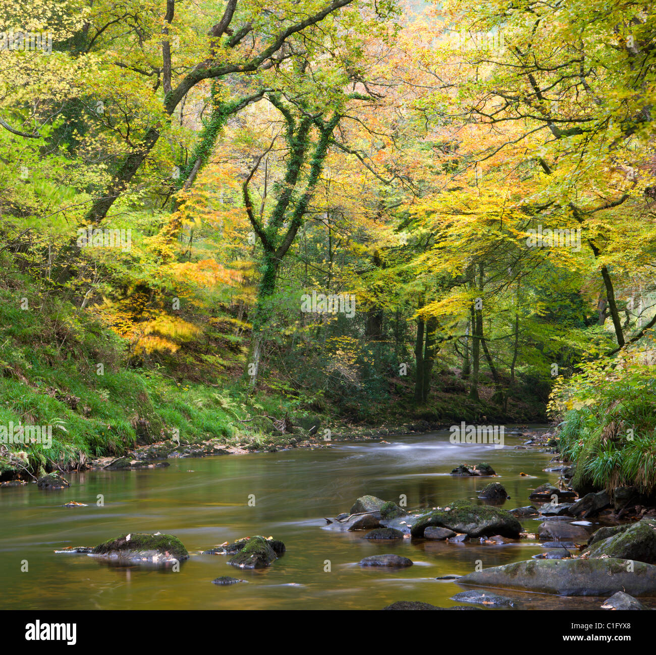 Wunderschöne Herbstfarben säumen das Ufer des Flusses Teign bei Fingle Bridge, Dartmoor National Park, Devon, England. Stockfoto