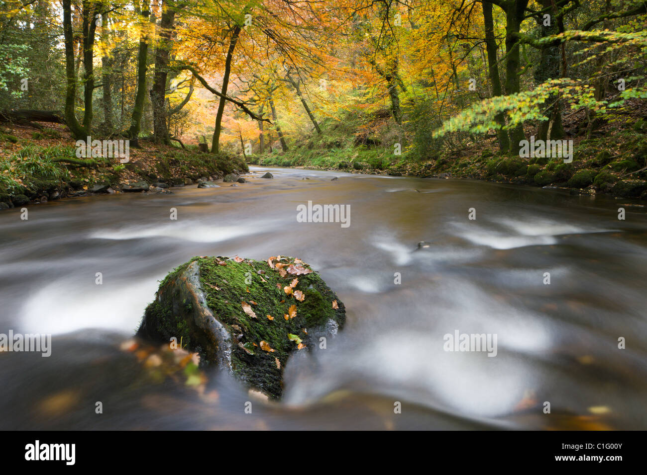 Herbstlaub umgibt den Fluß Teign bei Fingle Bridge, Dartmoor National Park, Devon, England. Herbst (November) 2010. Stockfoto